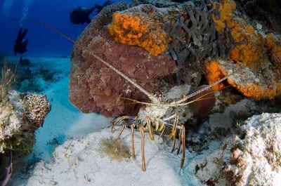 Andros Barrier Reef