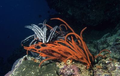 Great Sea Reef