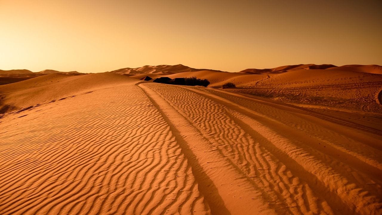 Wind-rippled sand dunes running to the horizon under a warm golden sky in the Sahara