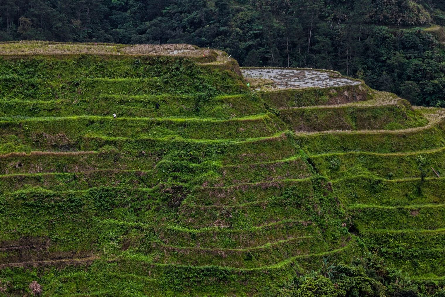 Luzon, World