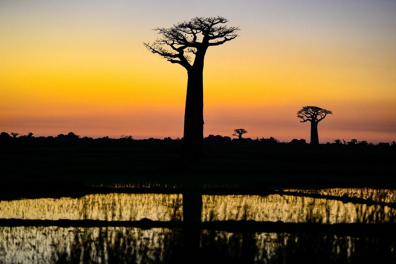 Madagascar, World