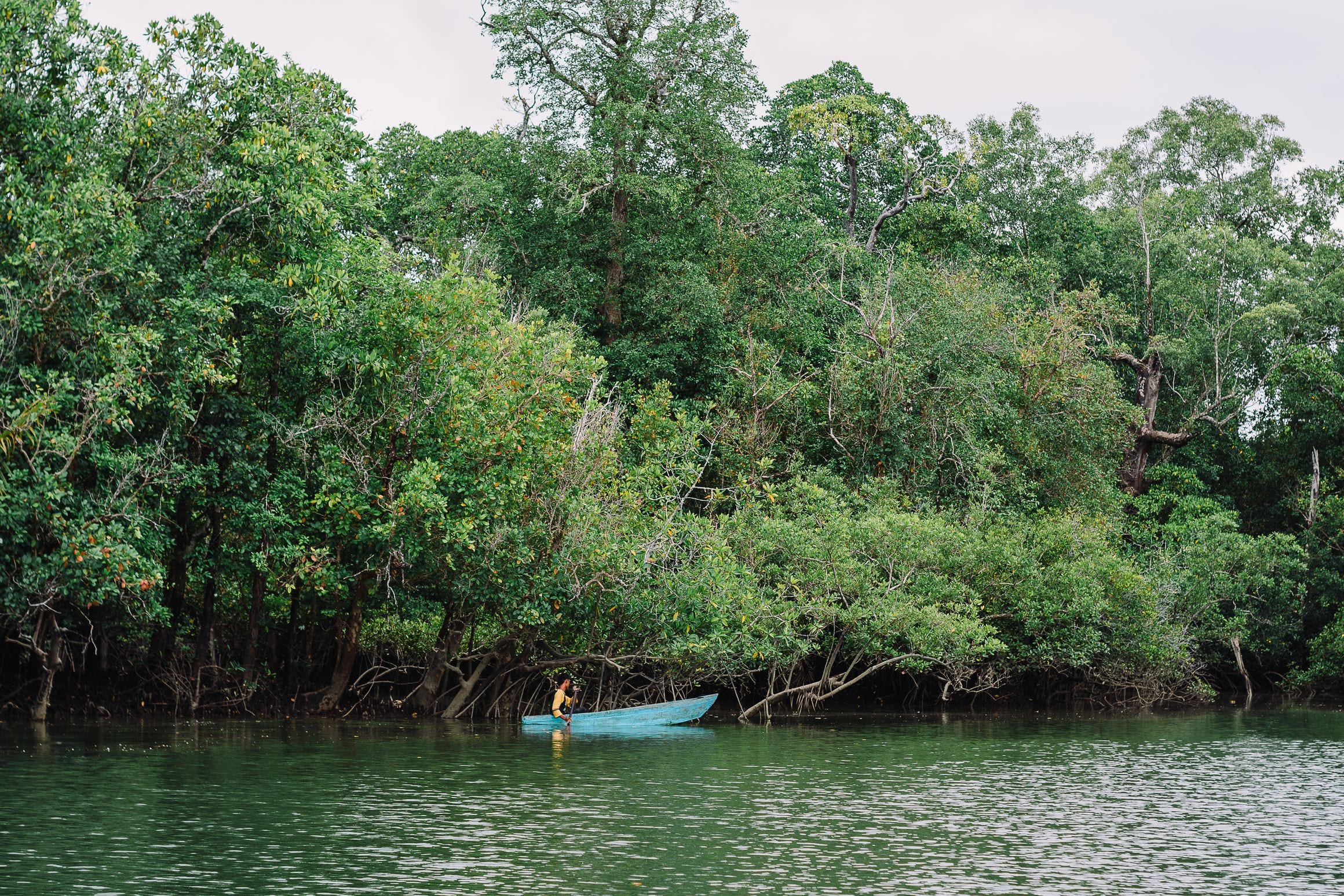 Dense mangrove forest lining the Bintuni River in Teluk Bintuni, West Papua, Indonesia, with a local fisherman paddling a blue canoe