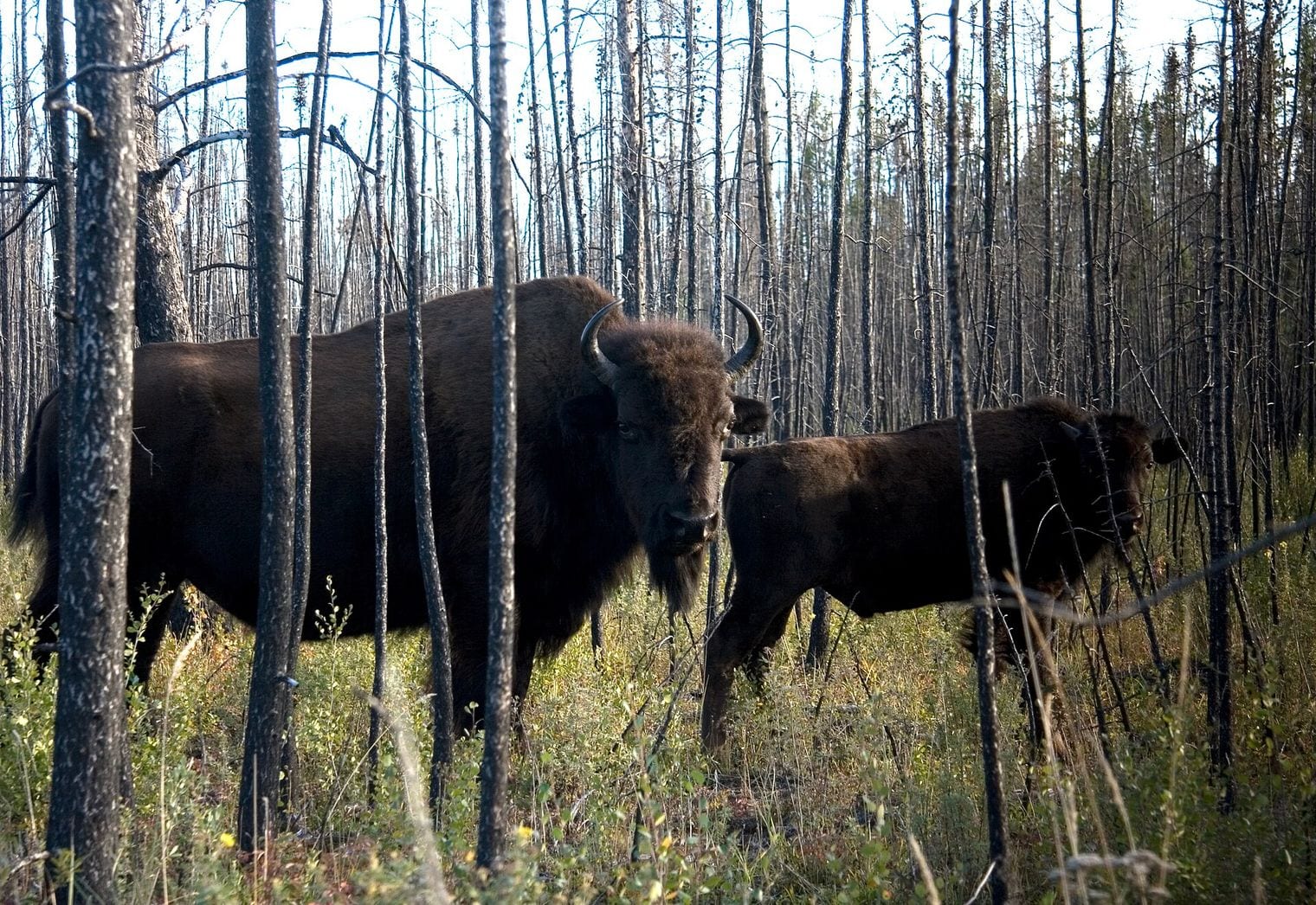 Wood Buffalo National Park, World