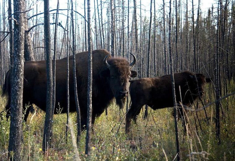 Wood Buffalo National Park