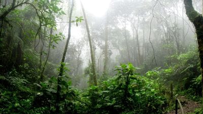Chocó-Darién Rainforest