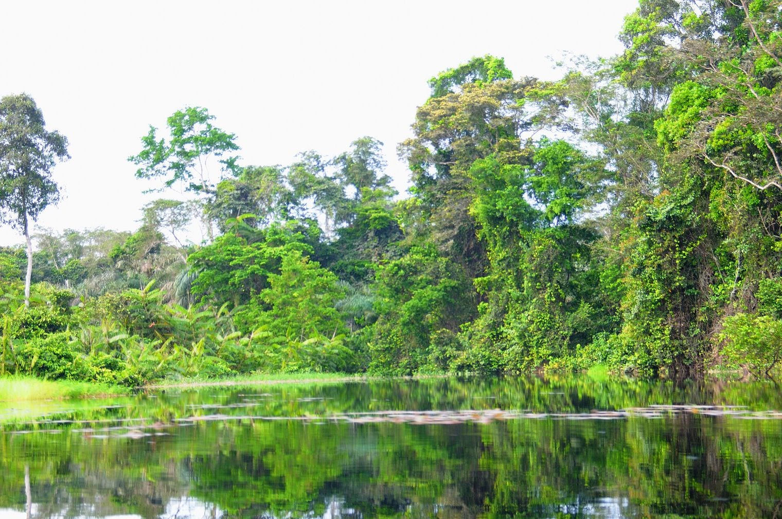 Congo Basin Rainforest, World