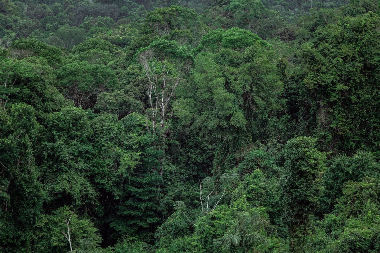 New Guinea Rainforest, World