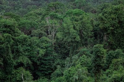 New Guinea Rainforest