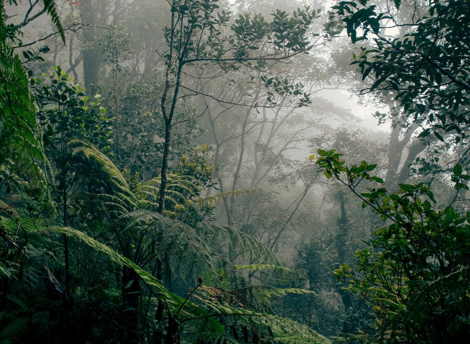 Borneo Rainforest, World