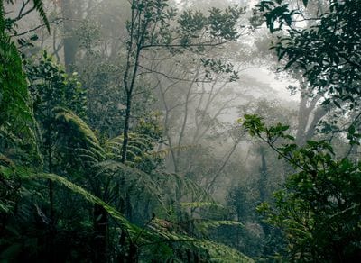 Borneo Rainforest