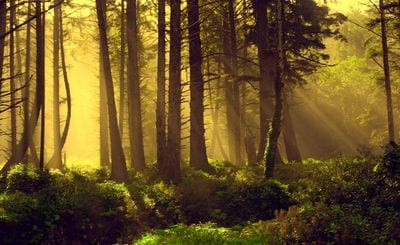 Pacific Temperate Rainforest