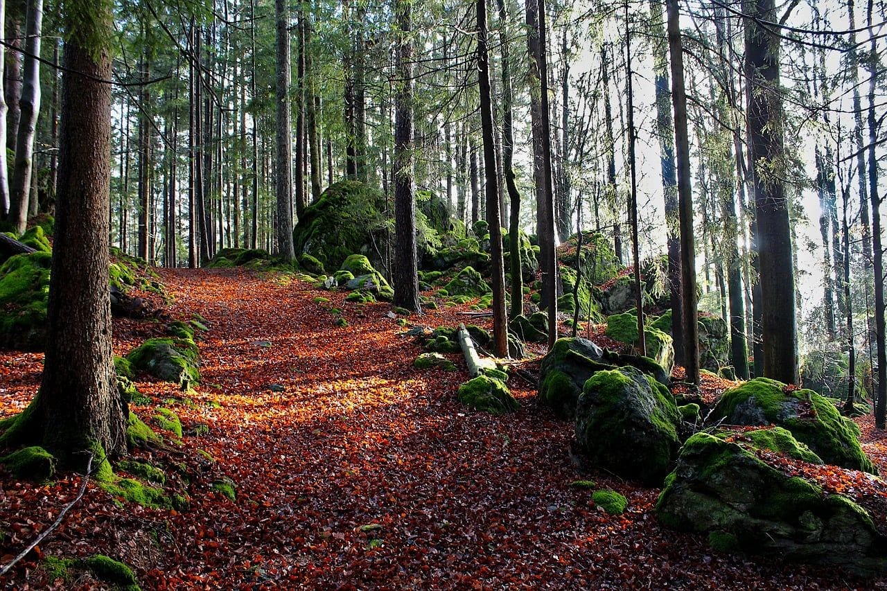 Valdivian Temperate Rainforest, World