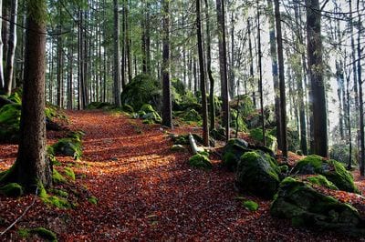 Valdivian Temperate Rainforest