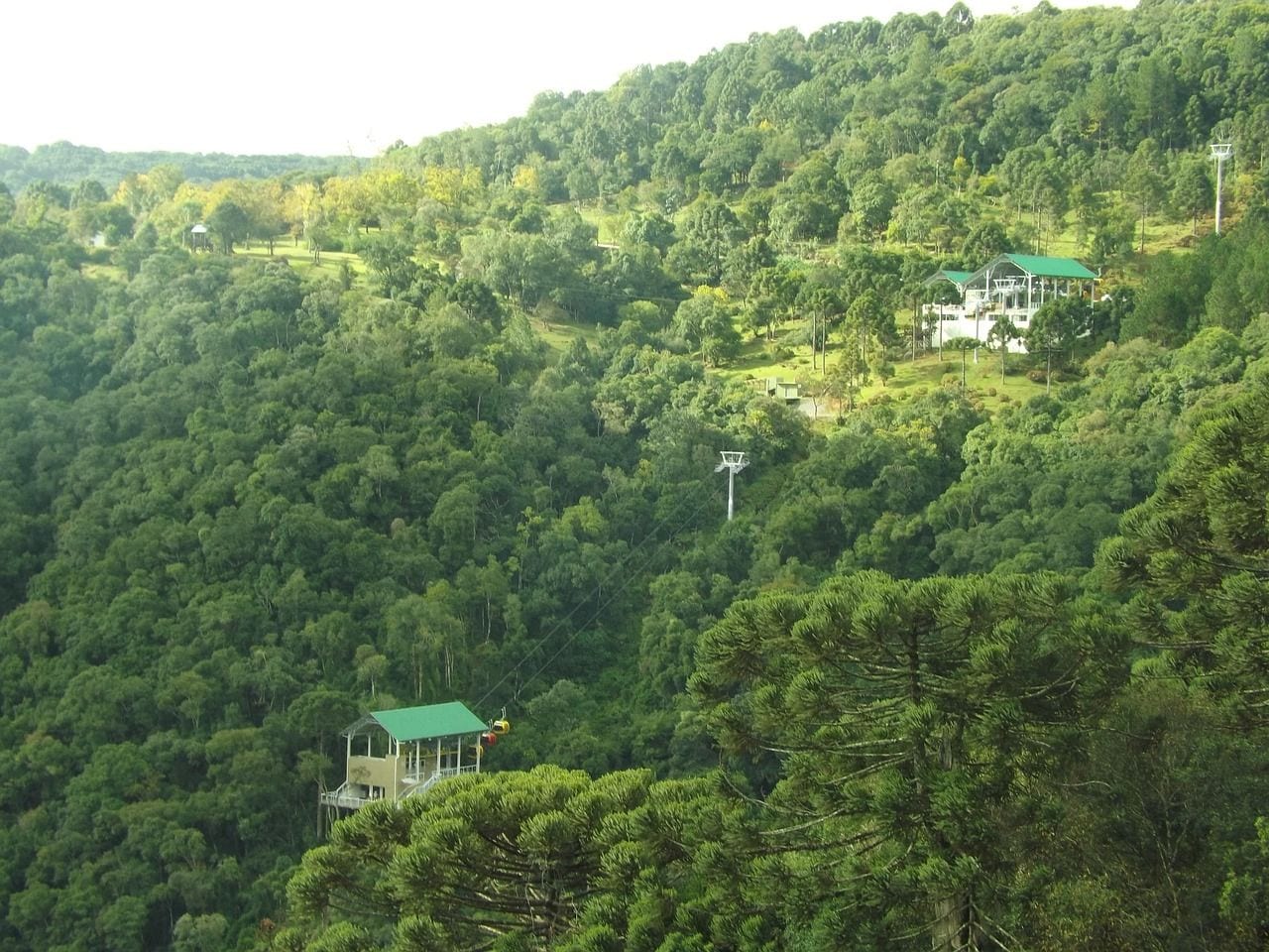 Atlantic Forest, World