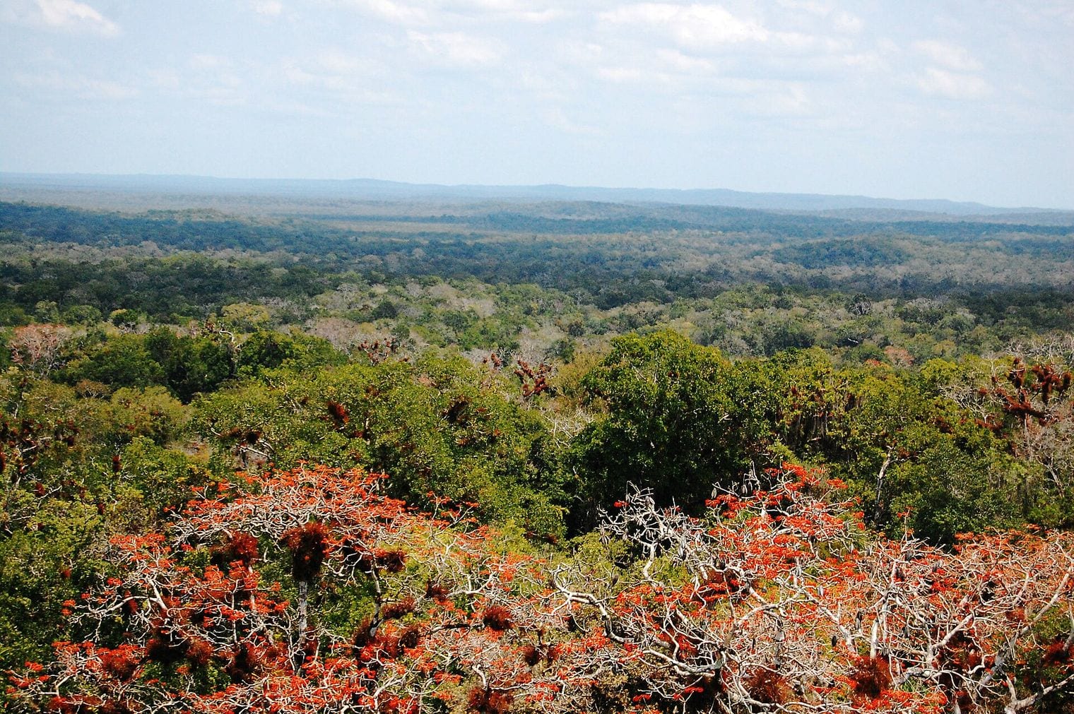 Maya Forest, World