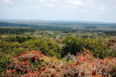 Maya Forest