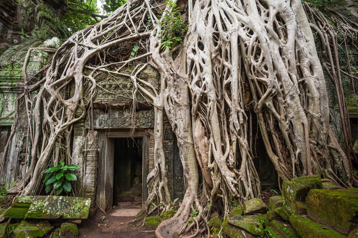 Ta Prohm, World