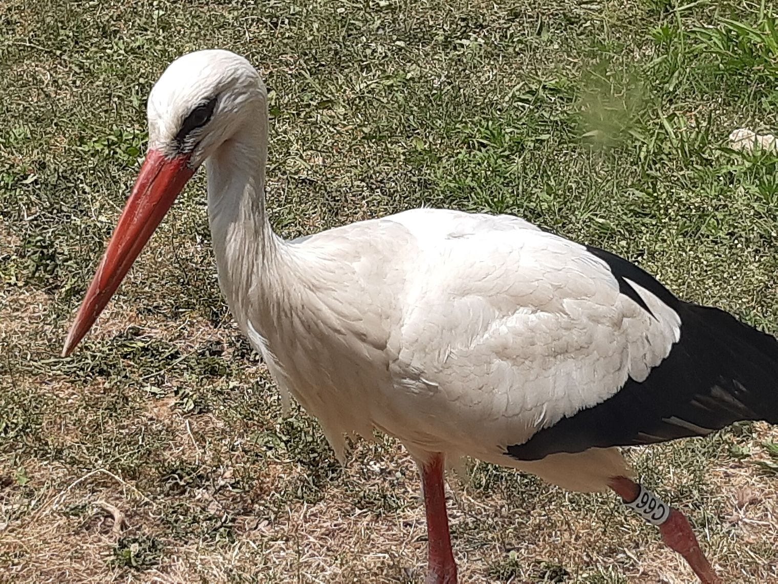 Seoul Zoo, World