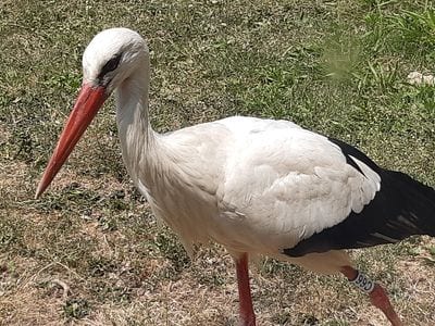 Seoul Zoo