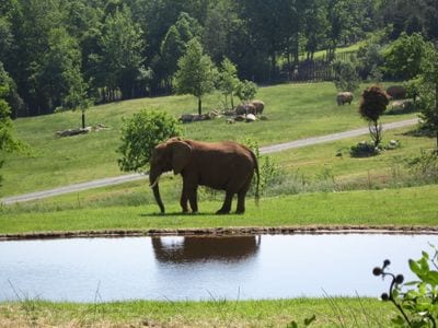 North Carolina Zoo