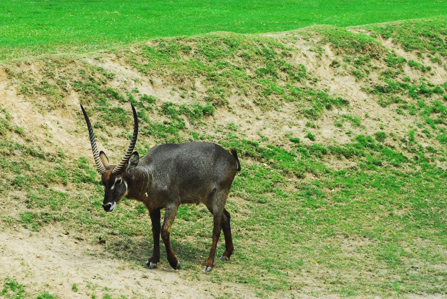 Khao Kheow Open Zoo, World