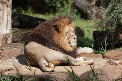 Arignar Anna Zoological Park