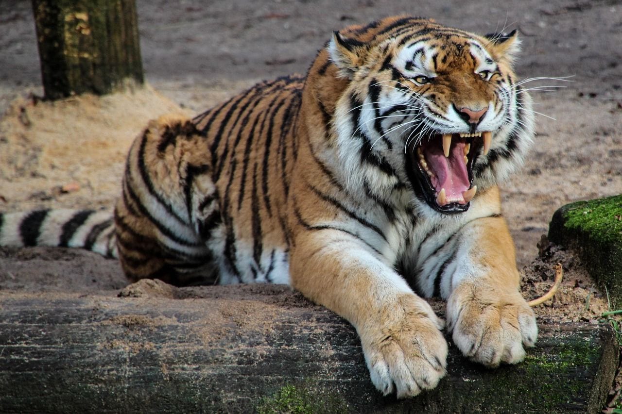 Khon Kaen Zoo, World