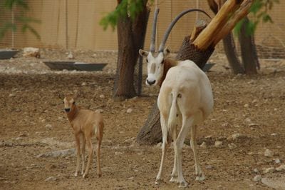 Al Ain Zoo