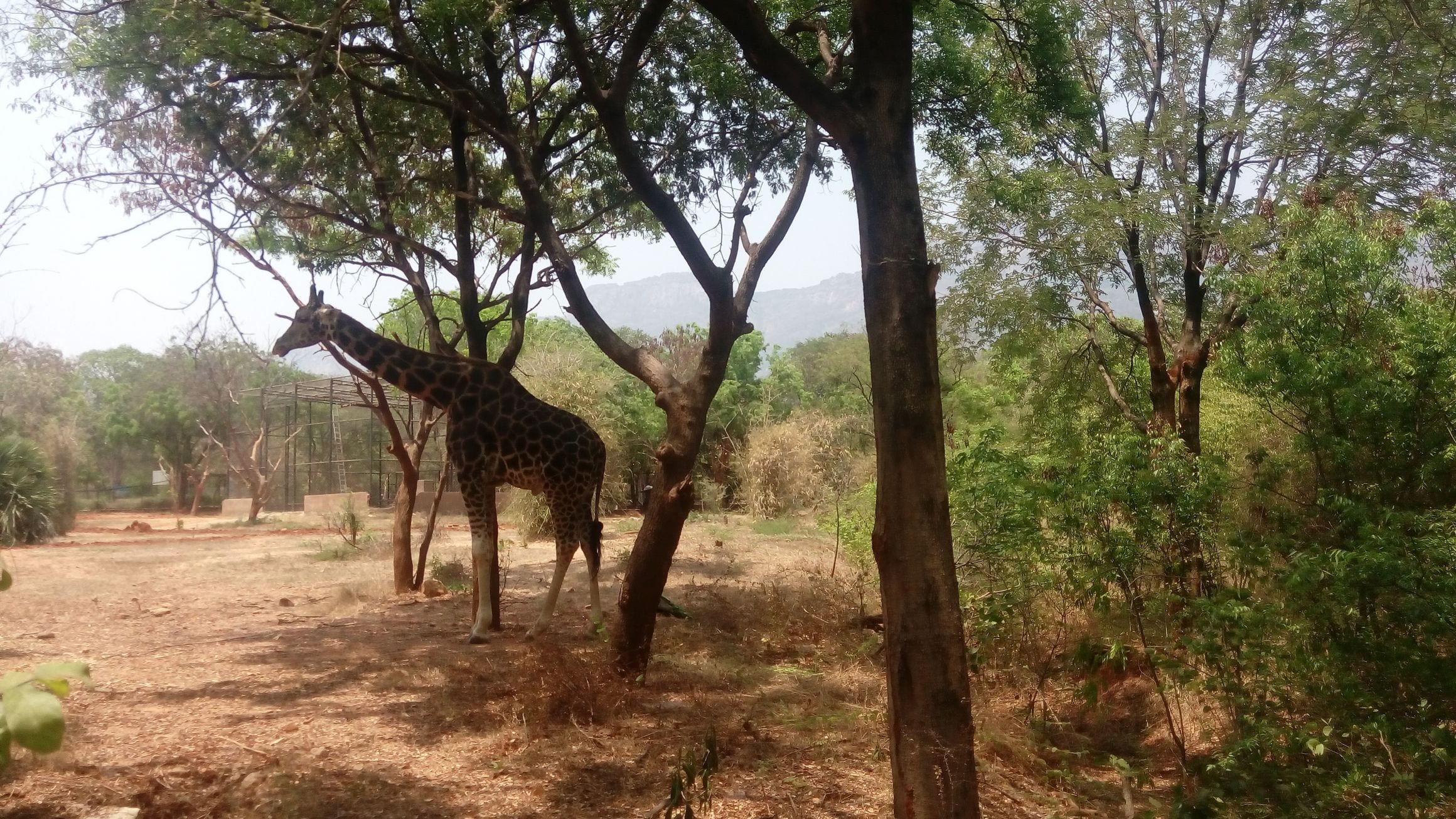 A giraffe browsing in a wide open scrub-forest enclosure at Sri Venkateswara Zoological Park, with the Tirumala hills rising behind Tirupati, India