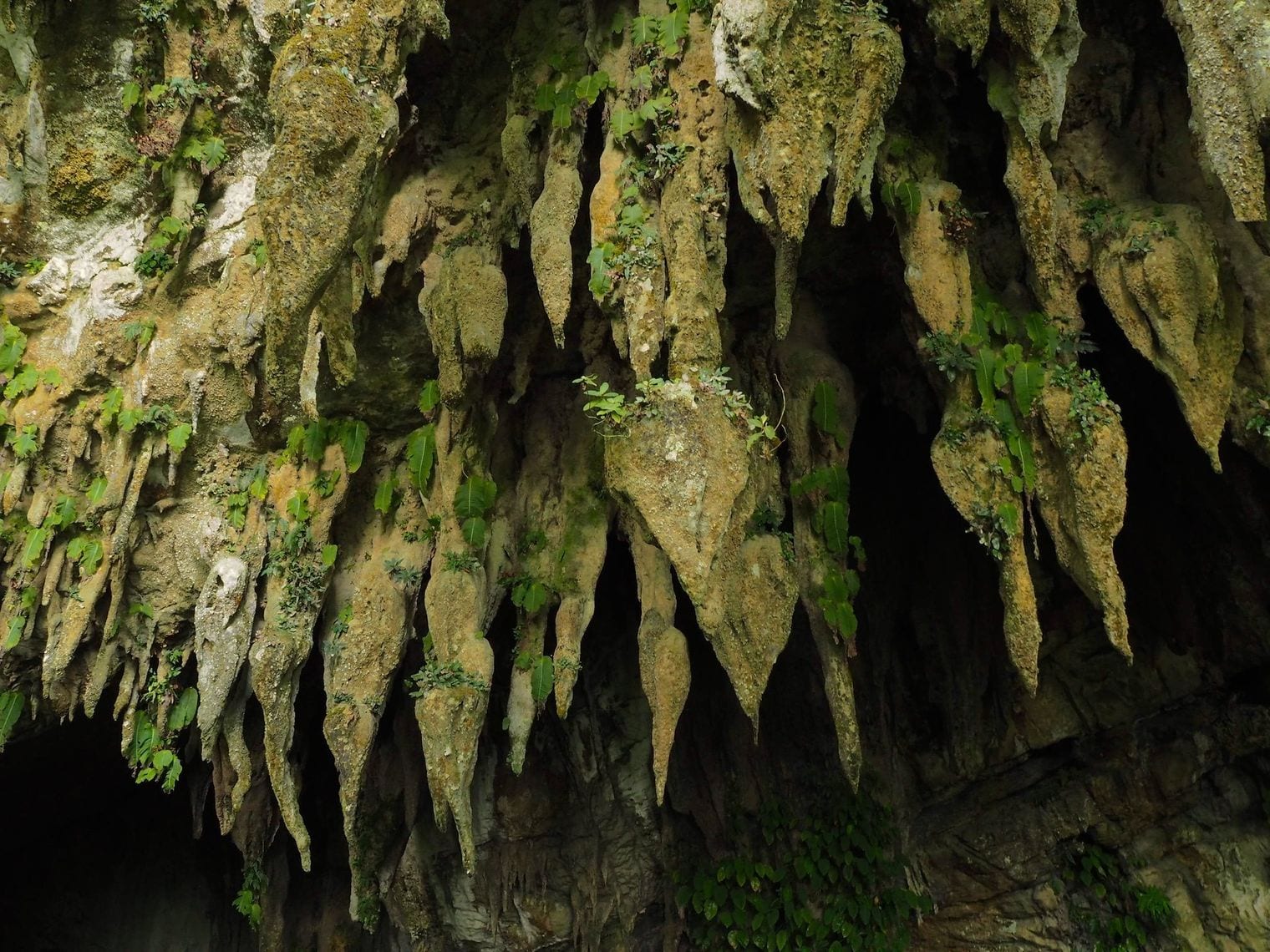Clearwater Cave System, World