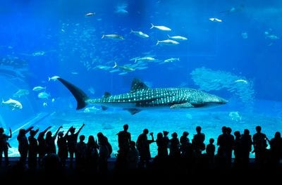 Chimelong Ocean Kingdom