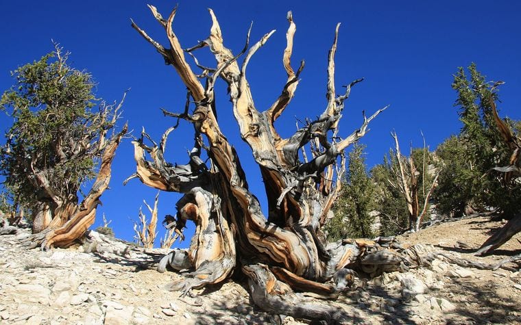 Methuselah