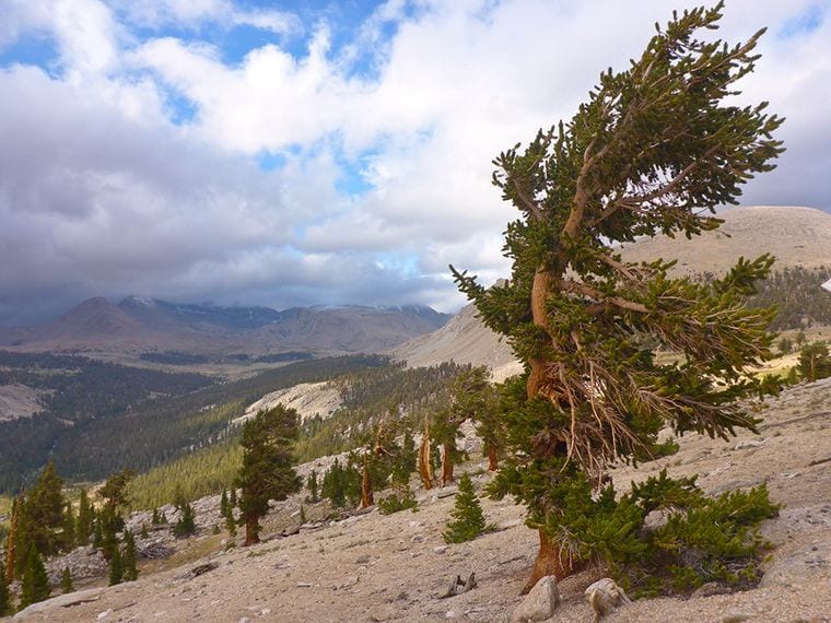 Sierra Nevada Foxtail Pine (SHP7)