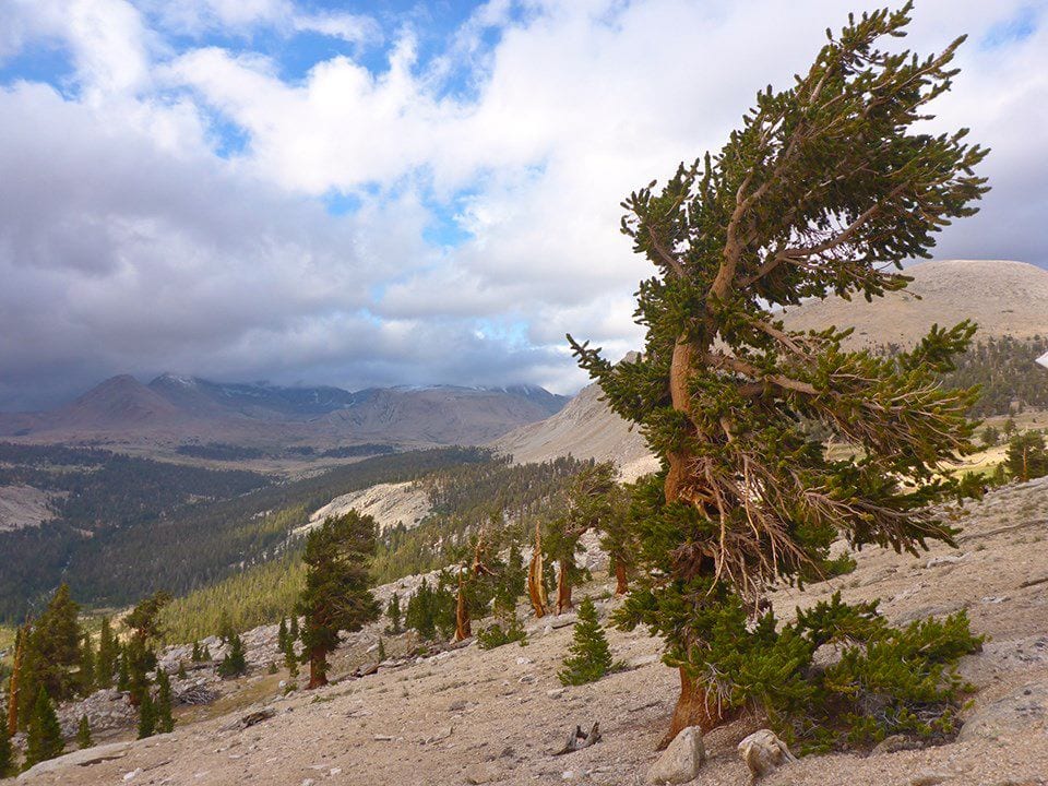 Sierra Nevada Foxtail Pine (SHP7), World
