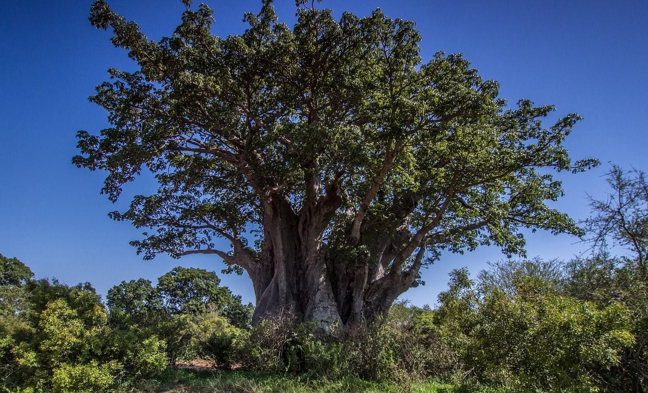 Xangongo Baobab (XG-1), World