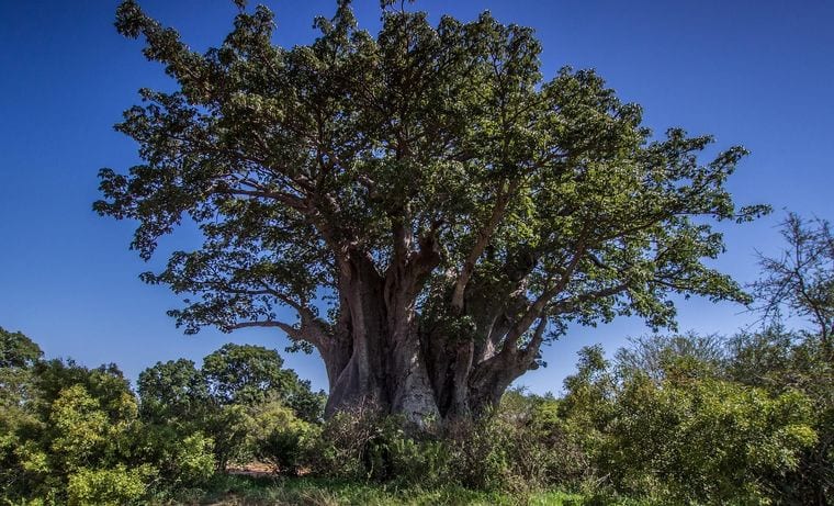 Xangongo Baobab (XG-1)