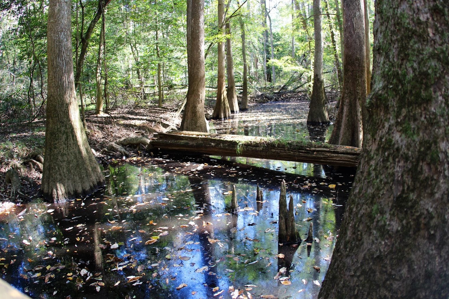 Black River Bald Cypress (BLK232), World