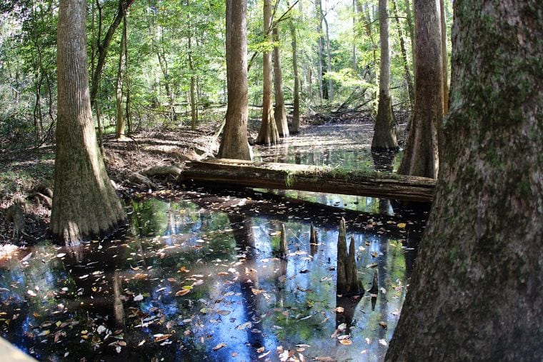 Black River Bald Cypress (BLK232)