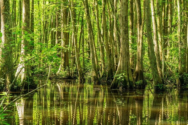 Black River Bald Cypress (BLK227)