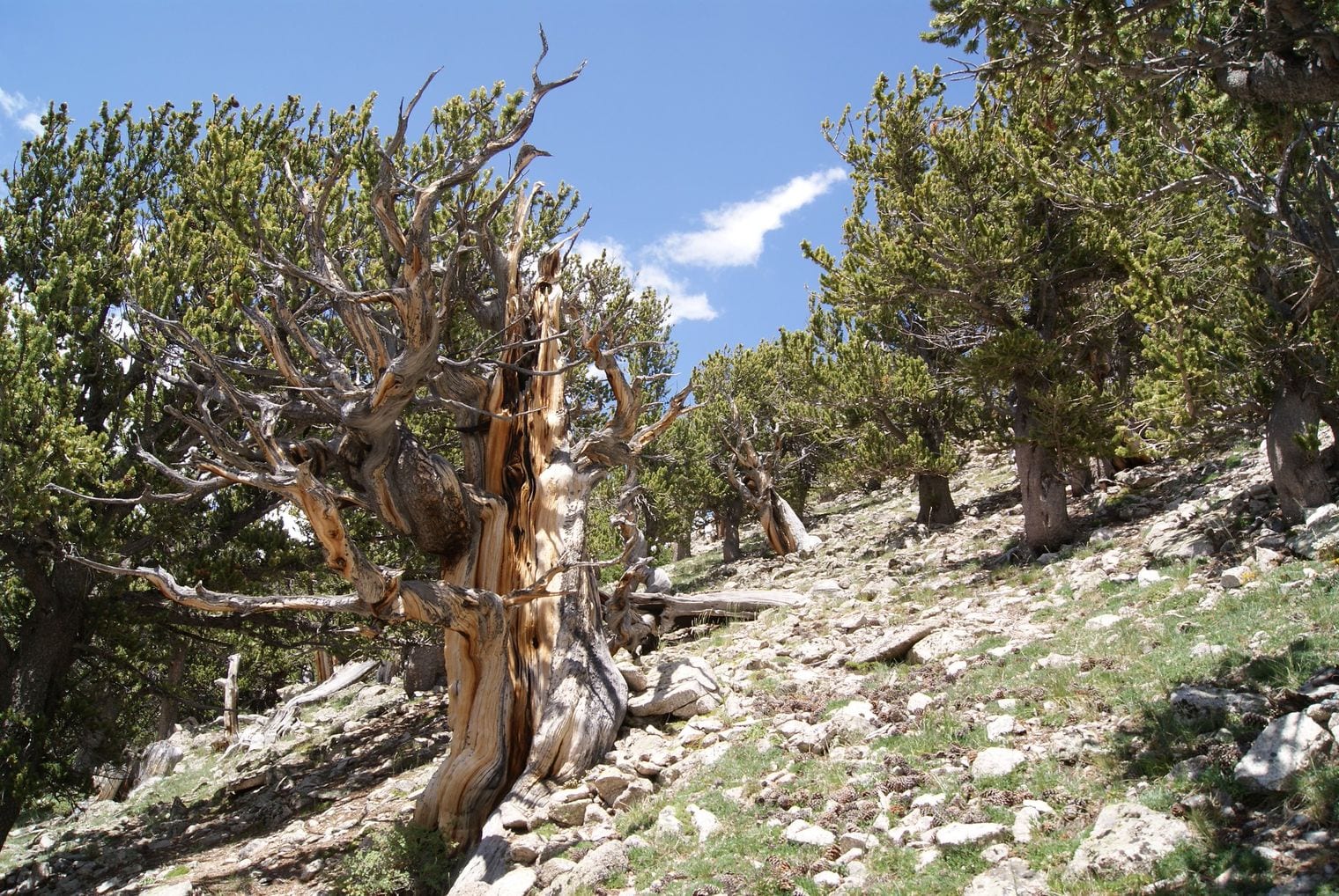 Colorado Bristlecone Pine (CB-90-11), World