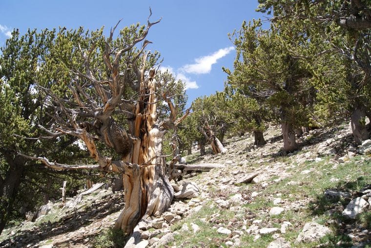 Colorado Bristlecone Pine (CB-90-11)