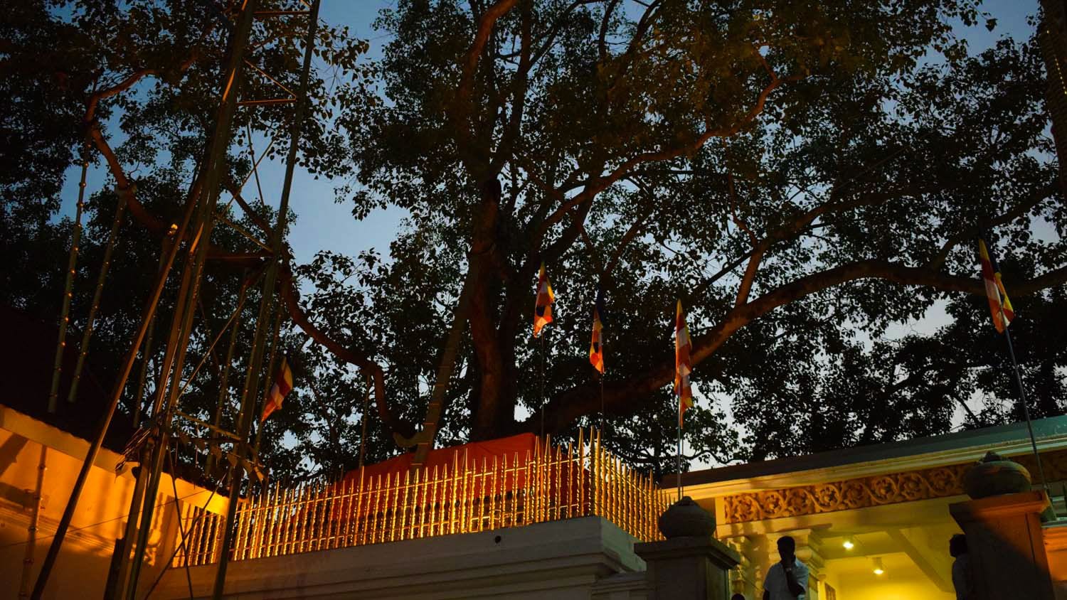 Jaya Sri Maha Bodhi, World