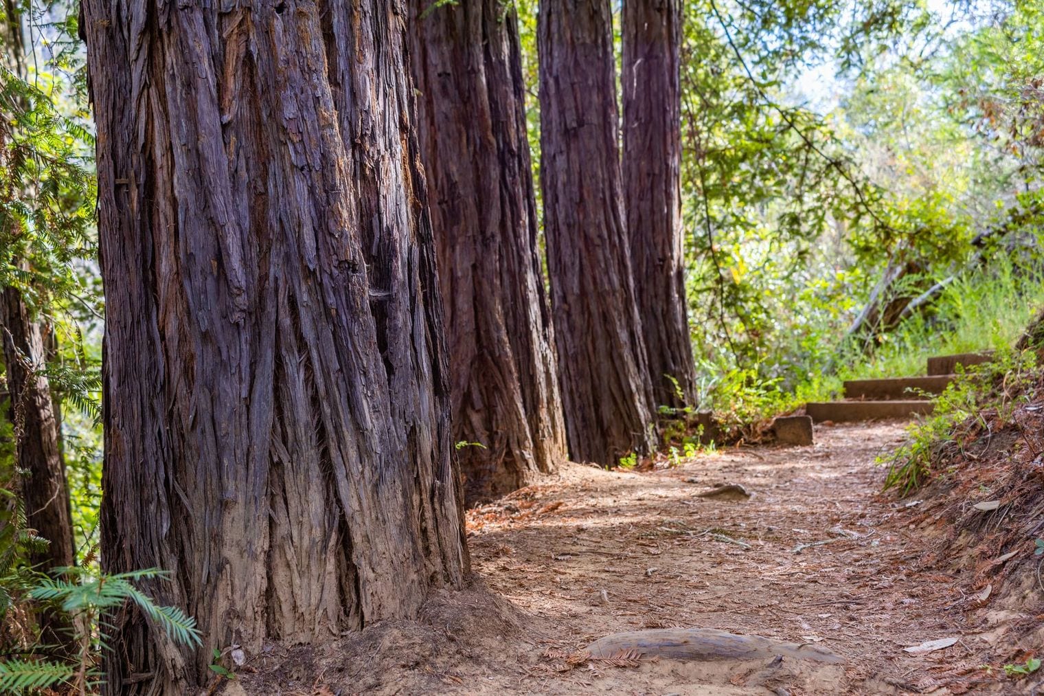 Northern California Coast Redwood, World