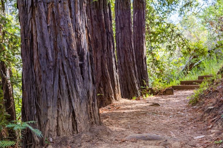 Northern California Coast Redwood