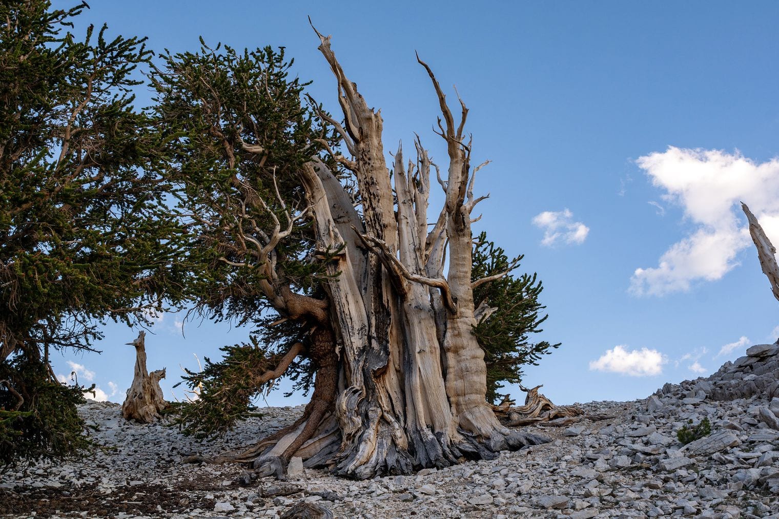 An ancient bristlecone pine on a bare limestone slope, its trunk stripped and twisted with a few branches still in needle