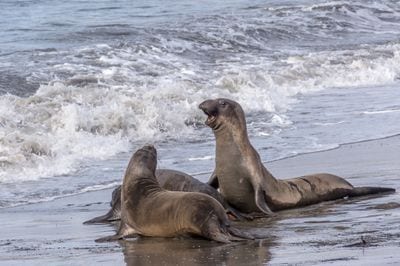 Año Nuevo State Park