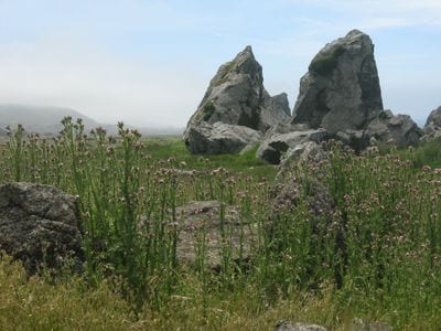 Sonoma Coast State Park