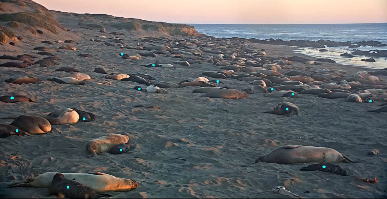 Piedras Blancas Elephant Seal Rookery, California