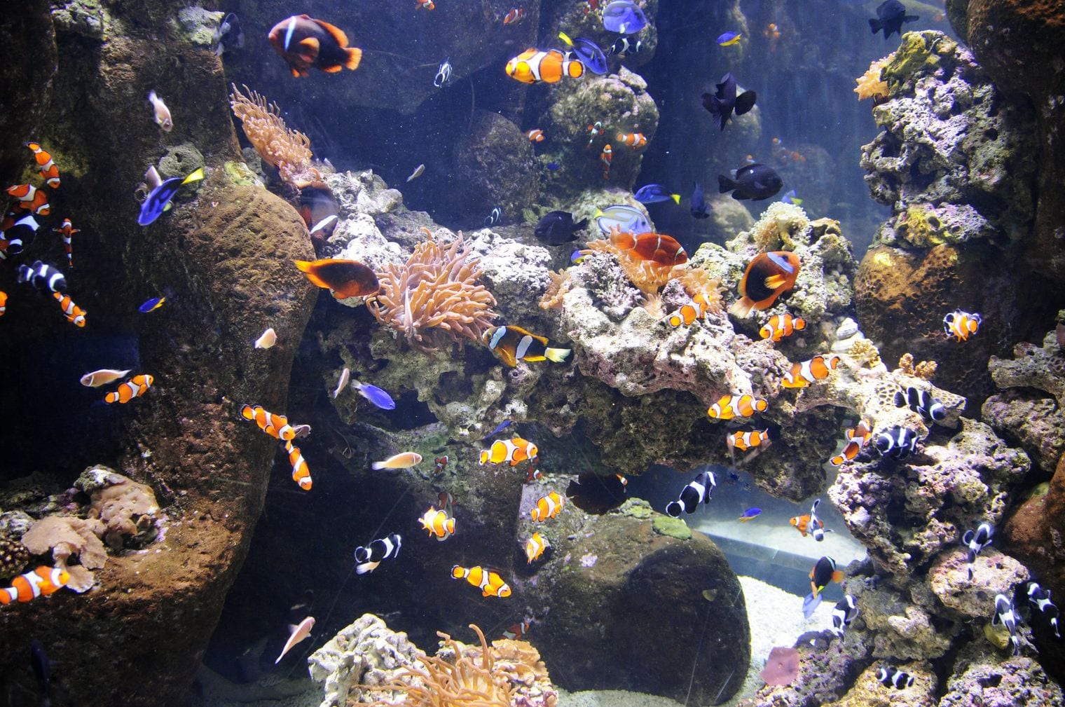 Aquarium of the Pacific, California