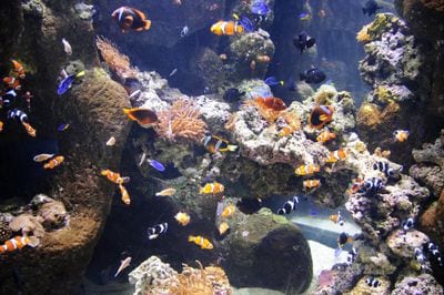 Aquarium of the Pacific